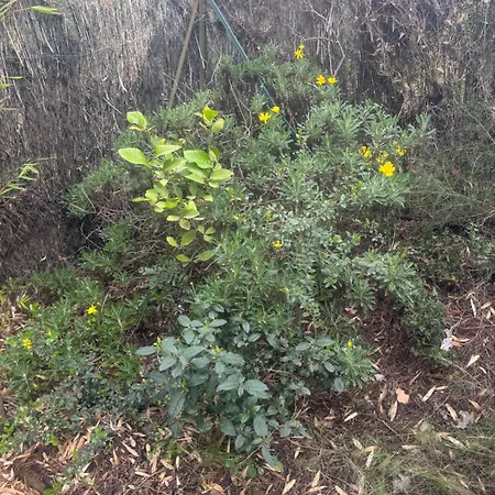 Le Nid Bleu * Sanary-sur-Mer