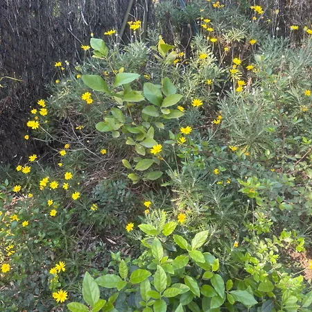 Le Nid Bleu Sanary-sur-Mer