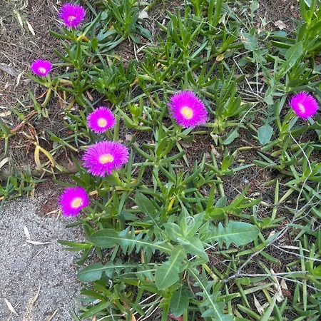 Le Nid Bleu 펜션 *