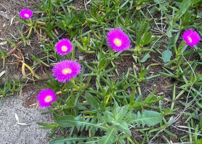 Le Nid Bleu 別荘 *